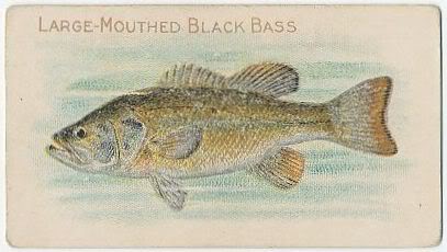 76 Large Mouthed Black Bass